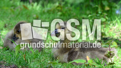 Kanadagansküken (18).jpg